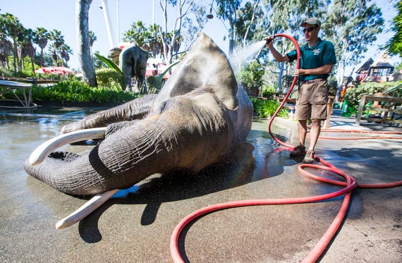 "The first year you're just scooping poop," says Patrick Abtey, an assistant elephant trainer who graduated with a B.S. in animal science from UC Davis. "Then you're learning animal husbandry, feeding the animal, bathing the animal. Her bath is like a spa treatment; we like to exfoliate."  "The first year you're just scooping poop," says Patrick Abtey, an assistant elephant trainer who graduated with a B.S. in animal science from UC Davis. "Then you're learning animal husbandry, feeding the animal, bathing the animal. Her bath is like a spa treatment; we like to exfoliate."