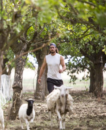 Whereas larger herds may stay in the same spot for up to 10 weeks, Shepherd moves his herds every one to three days, depending on the crop and time of year. “The sheep only eat byproducts of agricultural operation” he says. “My sheep enhance and do a service, with meat as a product.” The growers save on cleaning up their crops and orchards after harvest, and Shepherd saves on feed. Whereas larger herds may stay in the same spot for up to 10 weeks, Shepherd moves his herds every one to three days, depending on the crop and time of year. “The sheep only eat byproducts of agricultural operation” he says. “My sheep enhance and do a service, with meat as a product.” The growers save on cleaning up their crops and orchards after harvest, and Shepherd saves on feed.