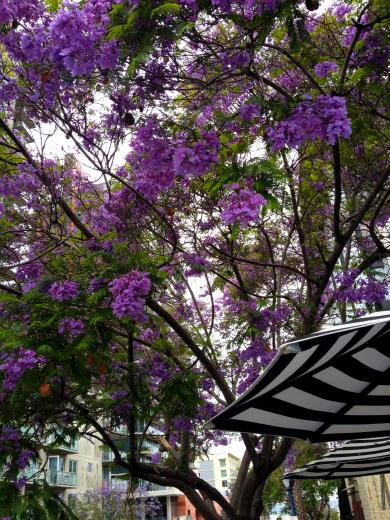If you love purple, you'll love the flowering Jacaranda trees commonly seen covering San Diego sidewalks
If you love purple, you'll love the flowering Jacaranda trees commonly seen covering San Diego sidewalks