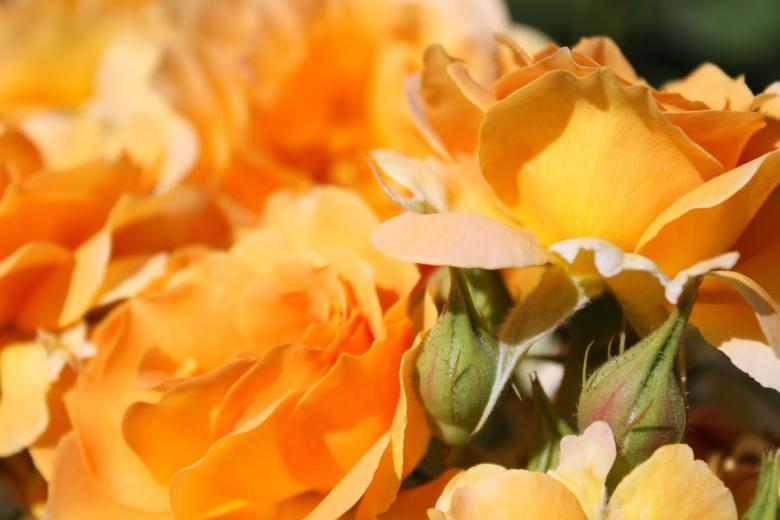 Sacramento in the spring is a sight to be seen! Sacramento in the spring is a sight to be seen!