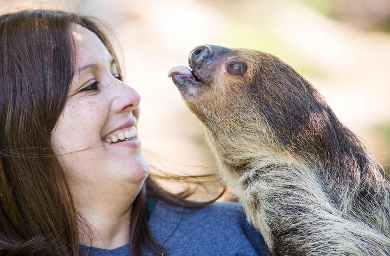 Carissa Arellanes is a senior animal trainer who oversees critters, like Chewy the 2-toed sloth, and writes the scripts for the educational animal shows at Six Flags Discovery Kingdom. Carissa Arellanes is a senior animal trainer who oversees critters, like Chewy the 2-toed sloth, and writes the scripts for the educational animal shows at Six Flags Discovery Kingdom.