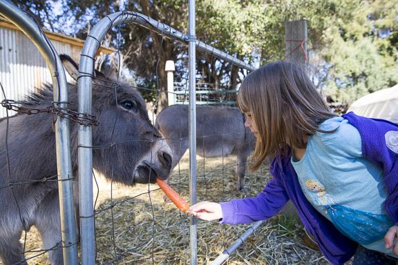 The Morningsun team includes two staffers during the winter and nine during the spring and summer. Loveall and Sale also have three donkeys, the nursery’s “ambassadors,” with hefty appetites that help speed up the composting process.  The Morningsun team includes two staffers during the winter and nine during the spring and summer. Loveall and Sale also have three donkeys, the nursery’s “ambassadors,” with hefty appetites that help speed up the composting process.