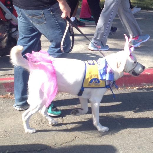 Even some pooches were out to show their support! Even some pooches were out to show their support!