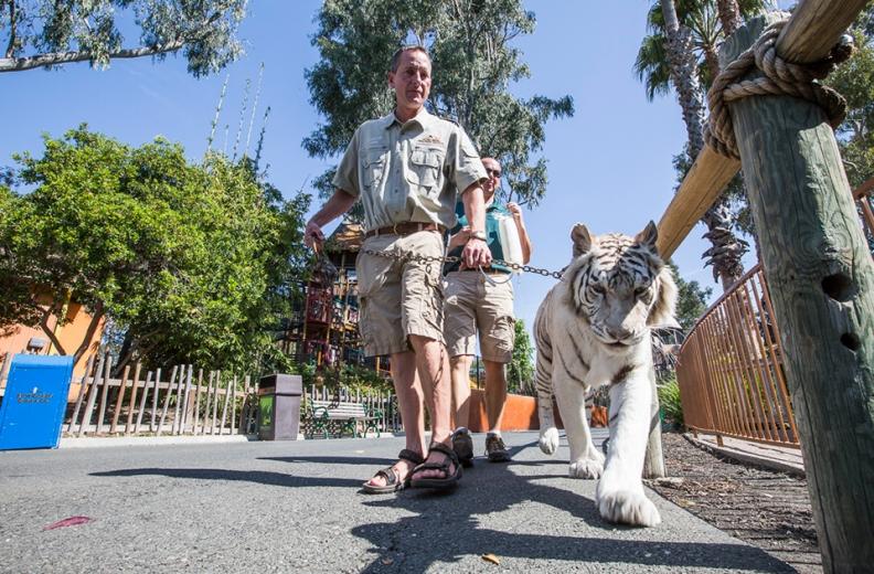 Now, as a wildlife trainer, his typical day is spent caring for and often walking the park's elderly Bengal tiger, Kashmir.
 Now, as a wildlife trainer, his typical day is spent caring for and often walking the park's elderly Bengal tiger, Kashmir.