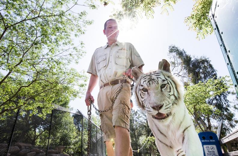 The 21-year-old cat takes daily strolls, which help to maintain her activity levels and to keep her from losing too much muscle mass.
 The 21-year-old cat takes daily strolls, which help to maintain her activity levels and to keep her from losing too much muscle mass.