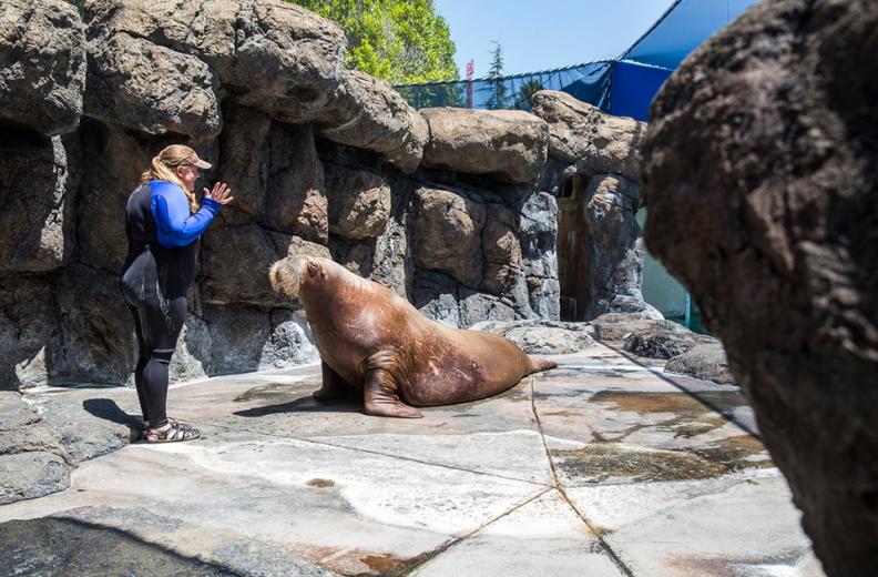 Marine Mammal Senior Trainer Abby Warner during a training session with Siku, one of the three walruses that live at Six Flags Discovery Kingdom.
 Marine Mammal Senior Trainer Abby Warner during a training session with Siku, one of the three walruses that live at Six Flags Discovery Kingdom.