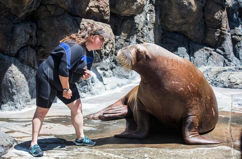 They sleep piled on top and against one another in a mound, though each one has his or her own specific spot (Siku takes an edge slot next to the wall).
 They sleep piled on top and against one another in a mound, though each one has his or her own specific spot (Siku takes an edge slot next to the wall).