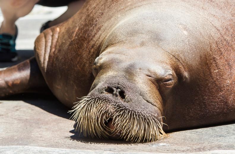 They sleep piled on top and against one another in a mound, though each one has his or her own specific spot (Siku takes an edge slot next to the wall).
 They sleep piled on top and against one another in a mound, though each one has his or her own specific spot (Siku takes an edge slot next to the wall).