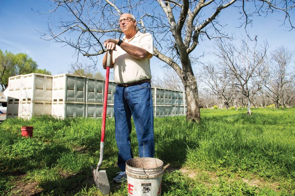 Russ Lester spreads biochar mulch in his walnut orchards to encourage the growth of cover crops. 