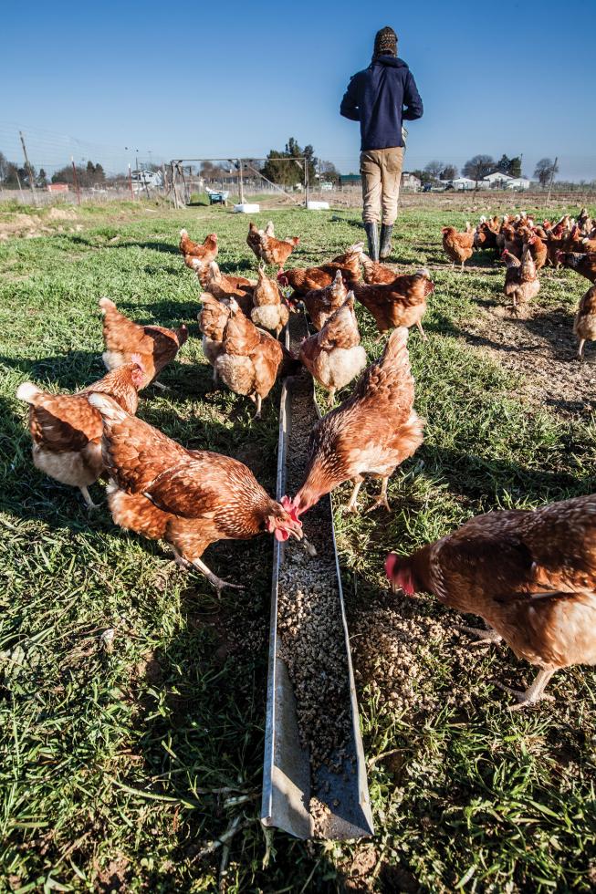 Chris Hay of Say Hay Farms gets his chickens from Vega Farms in Davis. They arrive at his farm only hours old. Say Hay Farms eggs are available at the Sacramento Natural Foods Co-op. 