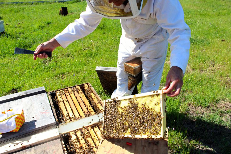 John Miller, owner of Miller Honey Farms, examines one of his hives at a bee yard in Placer County (Photography Sena Christian)
