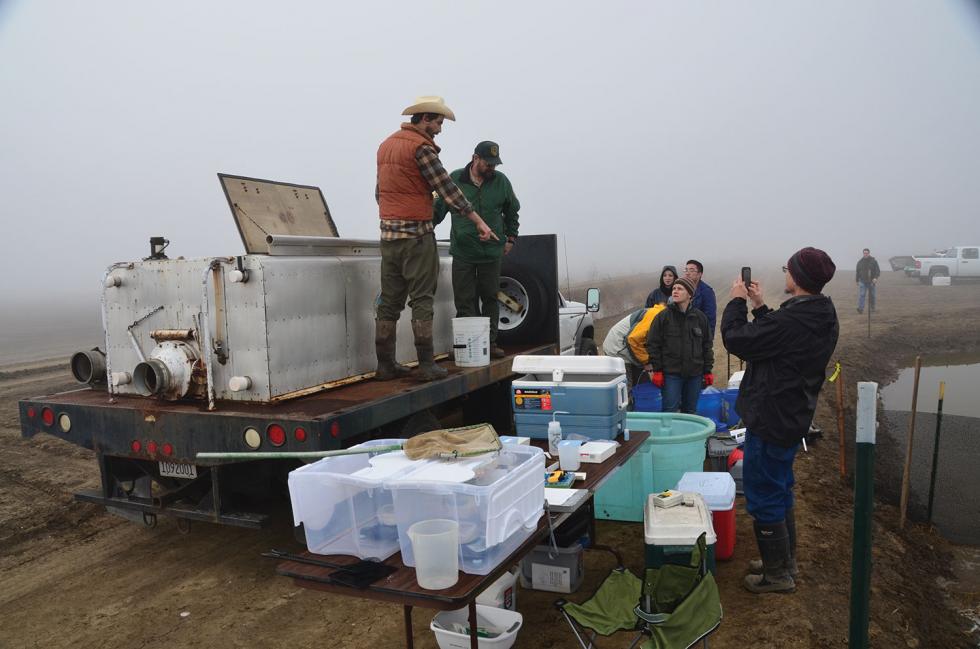 UC Davis doctoral candidate Jacob Katz (cowboy hat) and his study team measure and salmon fingerlings as part of the Nigiri Project, a study of how salmon benefit from spending time in inundated rice fields. 