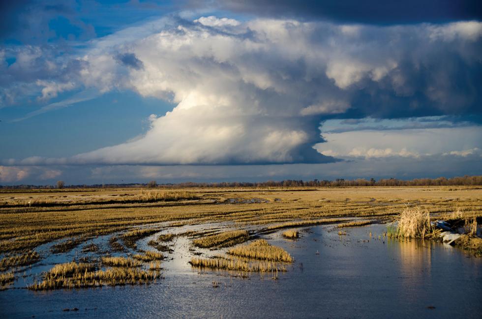 Floodplanes like the Yolo Bypass could provide salmon with safe downstream travel that bypasses dangerous water pumps in the Sacramento-San Joaquin Delta. The UC Davis Nigiri Project aims to test the impacts of this option. 