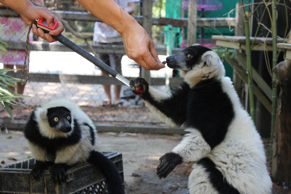 Two ruffed lemurs eat dried cranberries as a training reward.