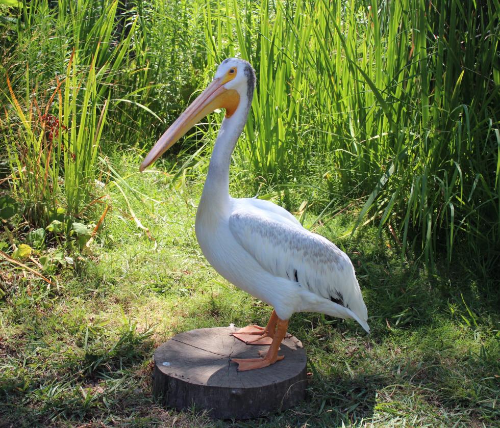 Zamboni, an American white pelican, was found missing a wing and wrapped in fishing wire in Montana.