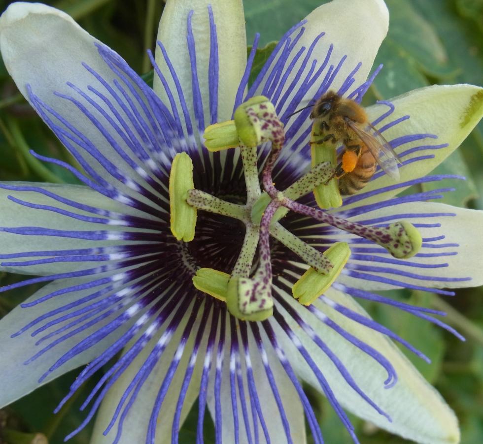  Honeybee on passion vine at the UC Davis Honey Bee Haven. (Photos courtesy UC Davis Honey Bee Haven)