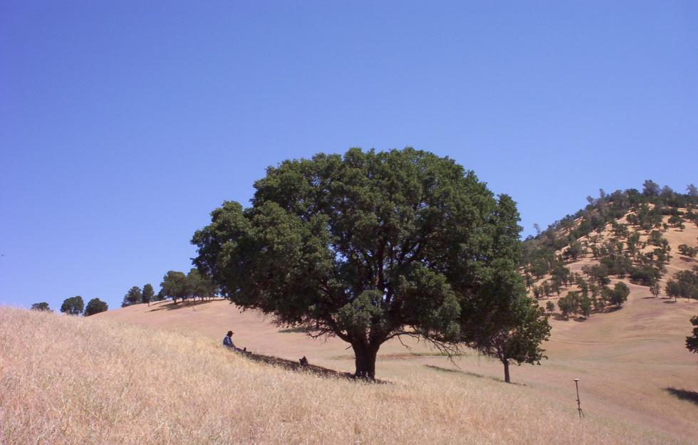 Oak savanna on Cortina Rancheria land. (Public domain photo by the Bureau of Land Management)