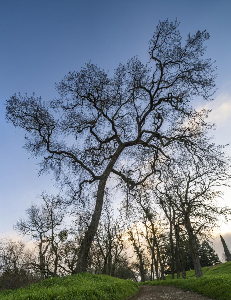 A Valley oak in a section of the American River Parkway where the U.S. Army Corps of Engineers plans to remove all of the trees for flood protection work.