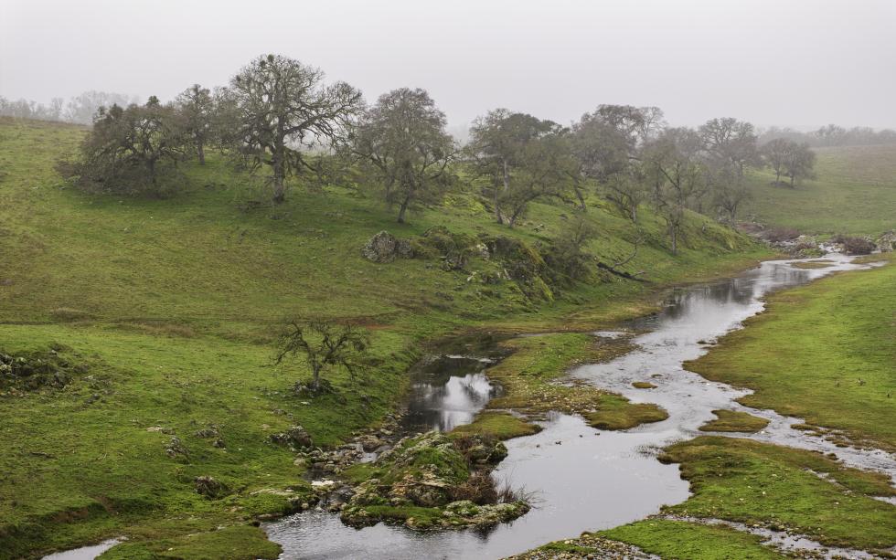 The Coyote Creek Agrovoltaic Ranch Project calls for the removal of 4,259 blue oaks in eastern Sacramento County.