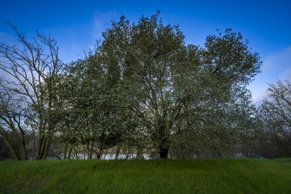 Interior live oaks are on a site proposed for housing on the American River in Rancho Cordova. The interior live oak is unusual for oak trees because it retains leaves in winter.